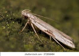 Attēlu rezultāti vaicājumam “Hypatima rhomboidella”