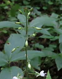 Attēlu rezultāti vaicājumam “Oenothera rubricauli”