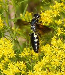 Attēlu rezultāti vaicājumam “Physarum obscurum”