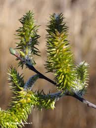 Attēlu rezultāti vaicājumam “Salix caprea male flower”