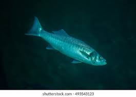 Image result for Chelon labrosus