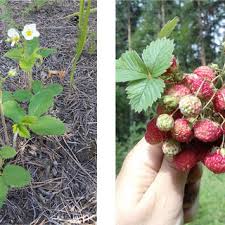 Attēlu rezultāti vaicājumam “Fragaria viridis leaf”