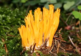 Attēlu rezultāti vaicājumam “Calocera viscosa”