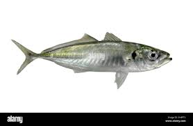 Image result for Trachurus trachurus