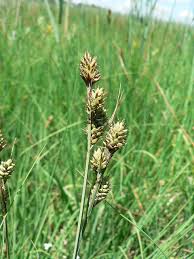 Attēlu rezultāti vaicājumam “Carex buxbaumii”