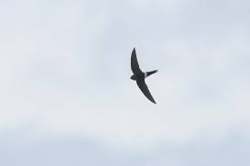 Image result for Apus pacificus