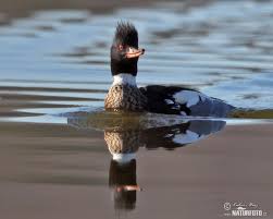 Attēlu rezultāti vaicājumam “Mergus serrator”