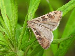 Attēlu rezultāti vaicājumam “Nomophila noctuella”