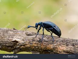 Attēlu rezultāti vaicājumam “Meloe sp.”