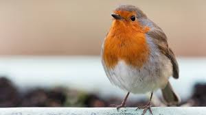 Image result for vogel