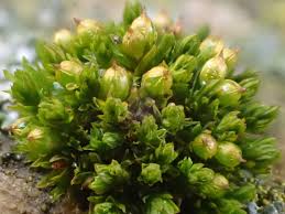 Attēlu rezultāti vaicājumam “Orthotrichum patens”