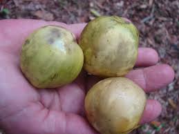 Attēlu rezultāti vaicājumam “Chrysosplenium alternifolium fruit”