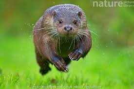 Attēlu rezultāti vaicājumam “Lutra lutra”