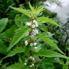 Attēlu rezultāti vaicājumam “Lycopus europaeus leaf”