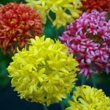 Image result for Gaillardia pulchella