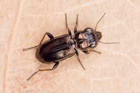 Attēlu rezultāti vaicājumam “Notiophilus palustris”