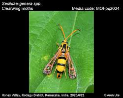 Attēlu rezultāti vaicājumam “Sesiidae”