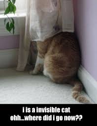 Image result for invisible cat