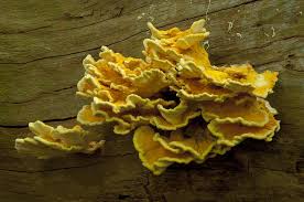 Attēlu rezultāti vaicājumam “Laetiporus sulphureus”