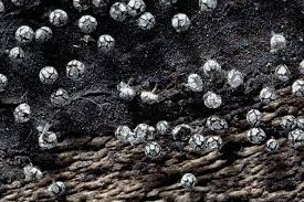 Attēlu rezultāti vaicājumam “Physarum leucophaeum”