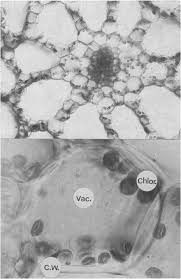 Attēlu rezultāti vaicājumam “Potamogeton lucens leaf”