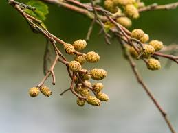 Attēlu rezultāti vaicājumam “Alnus incana bud”