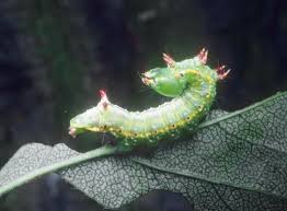 Attēlu rezultāti vaicājumam “Ptilodon capucina larva”