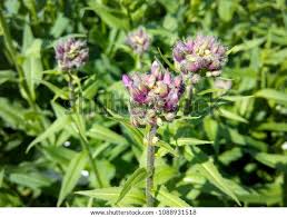 Attēlu rezultāti vaicājumam “Hesperis matronalis bud”