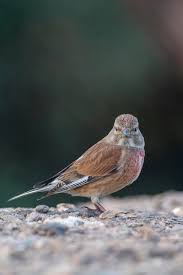 Attēlu rezultāti vaicājumam “Carduelis cannabina male”