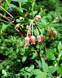 Attēlu rezultāti vaicājumam “Menziesia ferruginea”