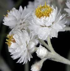 Attēlu rezultāti vaicājumam “Anaphalis margaritacea leaf”