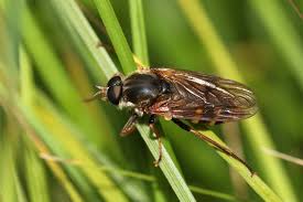 Attēlu rezultāti vaicājumam “Xylophagidae”