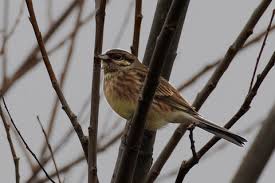 Attēlu rezultāti vaicājumam “Emberiza citrinella juvenile”