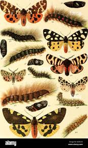 Attēlu rezultāti vaicājumam “Arctia caja”