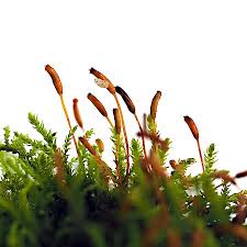 Attēlu rezultāti vaicājumam “Leskea polycarpa”