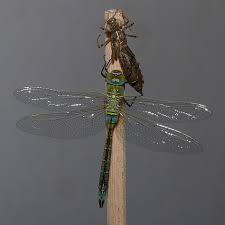 Attēlu rezultāti vaicājumam “Anax parthenope”