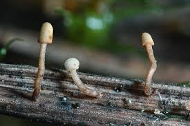 Attēlu rezultāti vaicājumam “Heyderia pusilla”