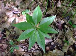 Attēlu rezultāti vaicājumam “Trientalis europaea leaf”