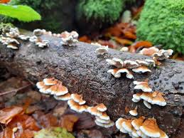 Attēlu rezultāti vaicājumam “Plicaturopsis crispa”