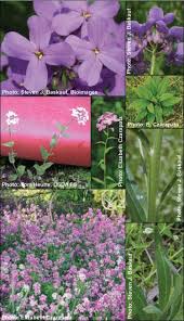 Image result for Hesperis matronalis