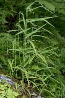 Attēlu rezultāti vaicājumam “Cinna latifolia”