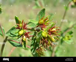 Attēlu rezultāti vaicājumam “Hypericum perforatum bud”