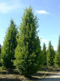 Attēlu rezultāti vaicājumam “Quercus robur Fastigiata”