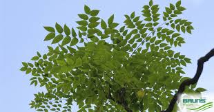 Attēlu rezultāti vaicājumam “Gymnocladus dioicus leaf”