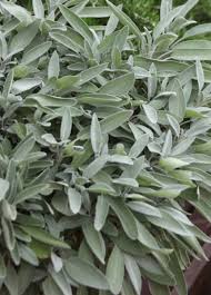 Image result for Salvie