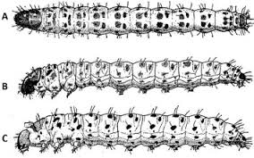 Attēlu rezultāti vaicājumam “Euura brevicornis larva”