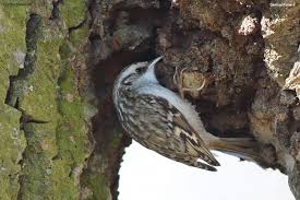 Attēlu rezultāti vaicājumam “Certhia familiaris adult”