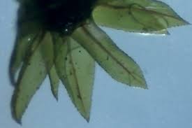 Attēlu rezultāti vaicājumam “Mnium hornum sporophyte”