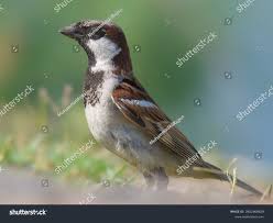 Image result for Passer domesticus