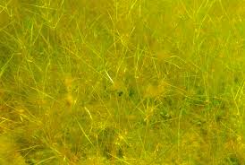 Attēlu rezultāti vaicājumam “Chara filiformis”